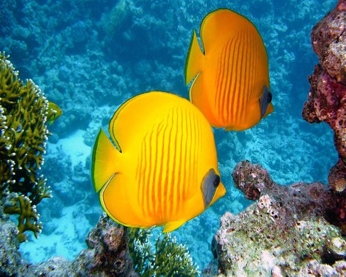 Digital reef protection scene from the fictional Crown Reef Guardians game