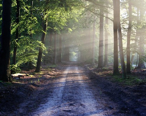 Branching digital paths in the fictional BONUS Victory Trails game